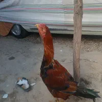خروس لاری اصیل