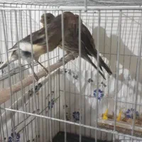 قناری ( رسمی )