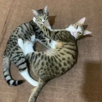 واگذاری گربه نر و ماده