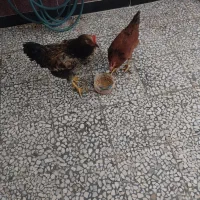 مرغ وخروس 6ماهه در شرف تخم گذاری