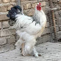 خروس برهما لایت
