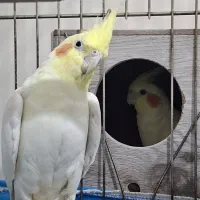 جفت عروس هلندی با جوجه