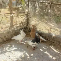 معاوضه کفتر