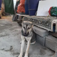 سگ ژرمن شیپرد