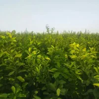 فروش انواع نهال های مرکبات گرمسیری