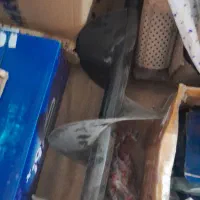 چاله کن ۶۸ سی سی دنیز|ابزارآلات|اهر, |دیوار