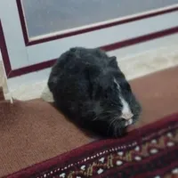 خرگوش ماده