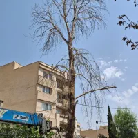 درخت چوب اره برقی هرس کاری قطع درخت رفع خطر|خدمات باغبانی و درختکاری|تهران, قیطریه|دیوار