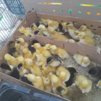 جوجه رنگی محلی اوردک نیکشهر و اطراف|حیوانات مزرعه|نیک شهر, |دیوار