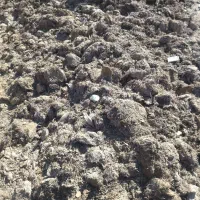 کود کمپست قارچ