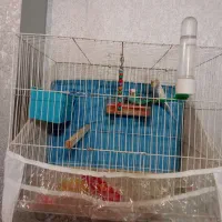 جفت مرغ عشق رینبو با تخم|پرنده|مشهد, کشف|دیوار