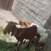 1عدد پاچن 1عدد بز