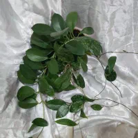 گل های خاص|گل و گیاه طبیعی|نیشابور, دارایی|دیوار