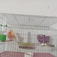 یک جفت قناری با تخم