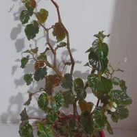 گل زیبا