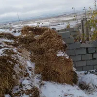 پرس گندم دیم