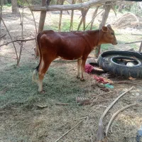 گستر جرسی اصل