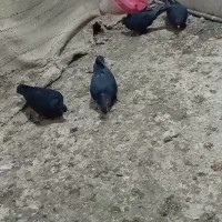 جفت زاغ کلایی