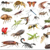 سم پاشی...زاهدان|خدمات نظافت|زاهدان, |دیوار