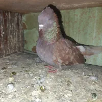 سرخ پرروک و سروکله دار|پرنده|گرگان, |دیوار