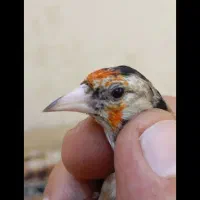 معاوضه باسهره