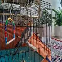 عروس هلندی نر سخن گو رام رام