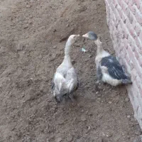 دو عدد غاز نر و ماده به فروش میرسد جوان|حیوانات مزرعه|ایلخچی, |دیوار