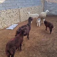 گوسفند  داشتی