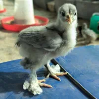 برهما بلو ( جوجه )