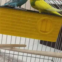 یک جفت مرغ عشق نر و ماده