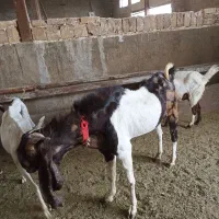 بزپاکستانی|حیوانات مزرعه|قم, بوستان جوان|دیوار