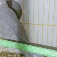 عروس هلندی|پرنده|ایرانشهر, |دیوار