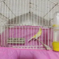 قناری|پرنده|اشتهارد, |دیوار