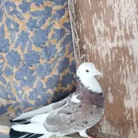 کبوتر پرشی|پرنده|مشکین‌دشت, |دیوار