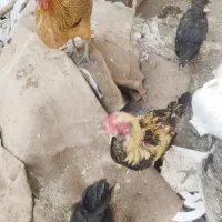 صاقچه مرغ تازه تخم میکنن