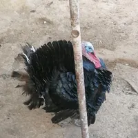 بقلمون نر ماده جوان فروشی