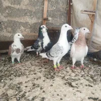کفتر ب شرط پرش