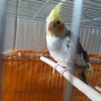 عروس هلندی|پرنده|قم, انسجام|دیوار