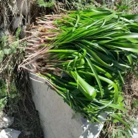 سورپا ترجک کوهی