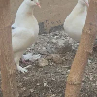 کبوتر تزئینی دم چتری پرپا|پرنده|قم, پردیسان|دیوار