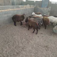 بره نر و ماده|حیوانات مزرعه|اژیه, |دیوار