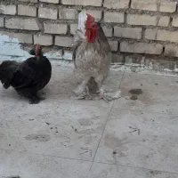 بوقلمون ومرغ