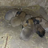 واگذاری سگ مالینویز