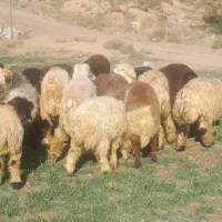 بره  گوسفند میش کشتاری