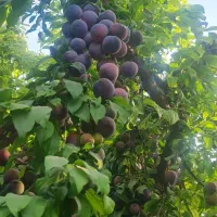 باغ|فروش زمین و ملک کلنگی|شهریار, رزکان|دیوار