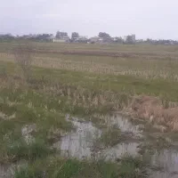 3000 متر زمین شالی ، برنجکاری