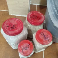 فروش حلزون سالم و سرحال،بصورت توافقی|خزنده|خرم‌آباد, |دیوار