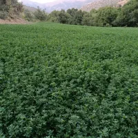 یونجه|پادری|دیواندره, |دیوار