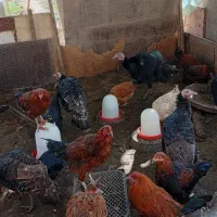 بوقلمون جوان