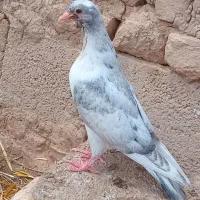 کبوتر